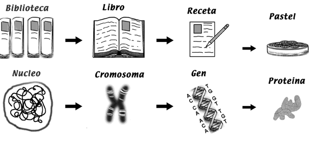 Definición de Organismos divergénicos