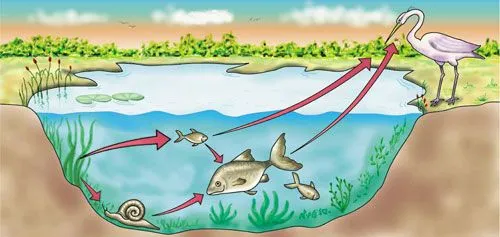 Definición de Red Alimentaria » Concepto en Definición ABC