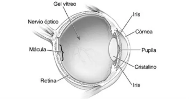 Ojo en inglés - Imagui