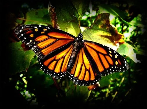 Déjame que te cuente: Mariposa Monarca