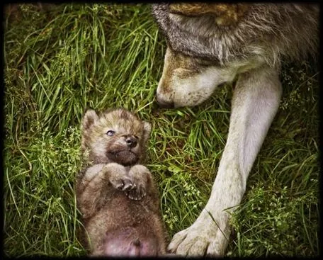 Déjame que te cuente: ¡Salvemos a los Lobos!