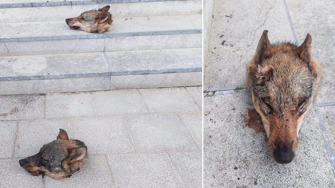 Dejan dos cabezas de lobo en la entrada de un concejo asturiano