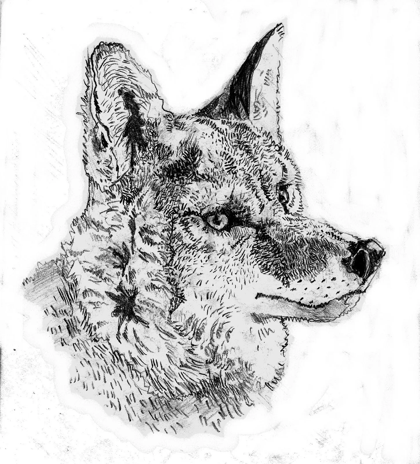  ... os dejo para empezar con un dibujo de un coyote nos vemos pronto