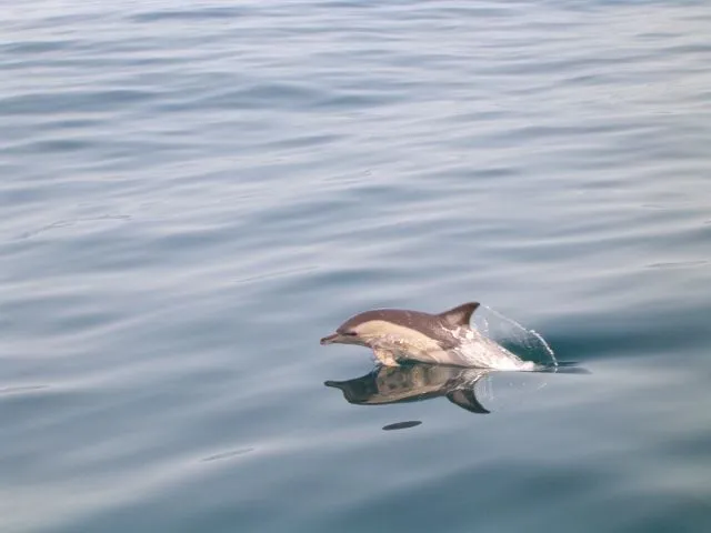 Delfin bebe | fotos de Naturaleza