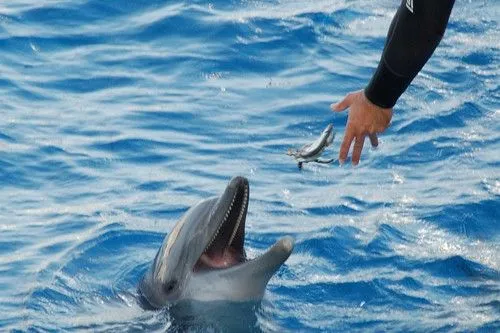 Delfin comiendo | Flickr - Photo Sharing!