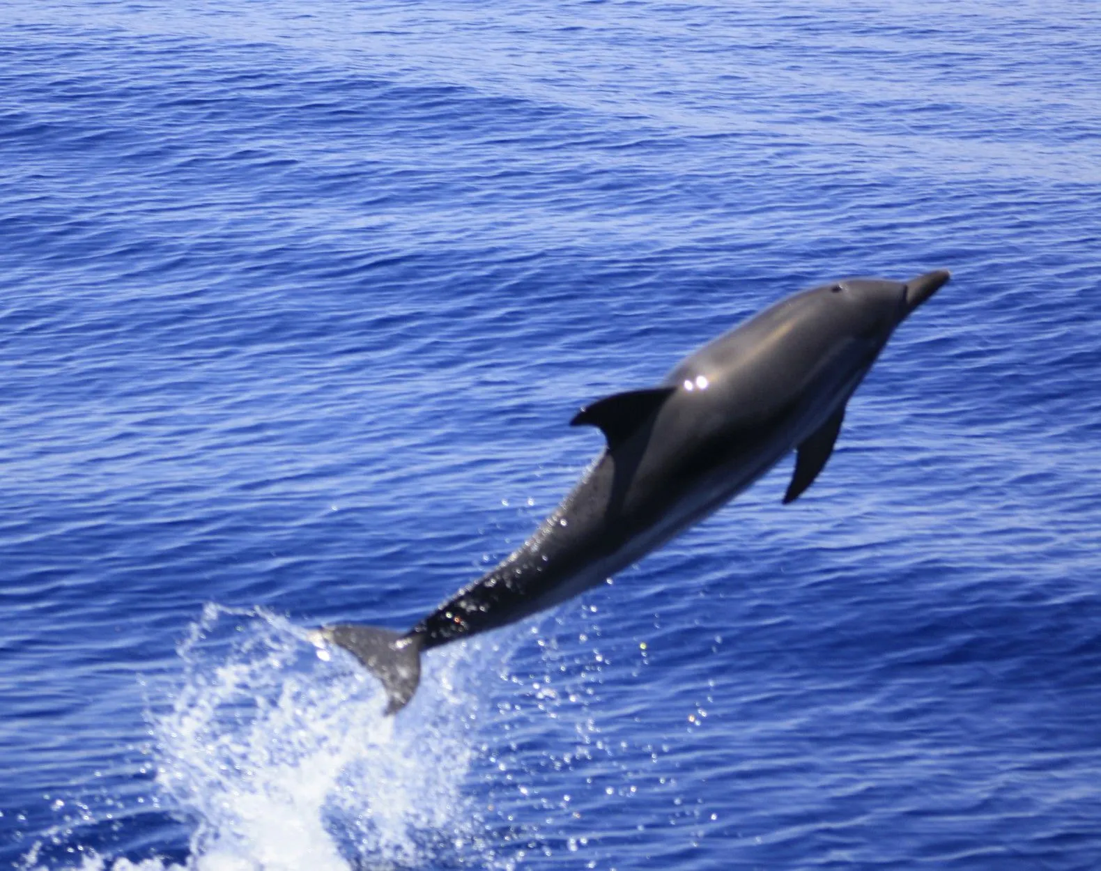 delfin listado saltando | Rutas de Tierra y Mar. Observación de ...