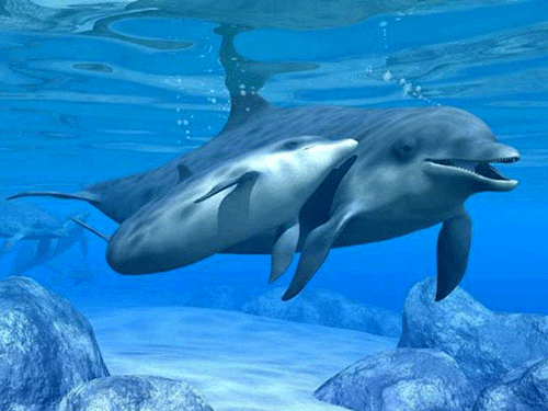 Delfines..