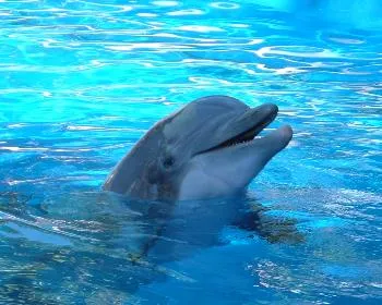 Delfines y Ballenas. Su Inteligencia, arte y espiritualidad.