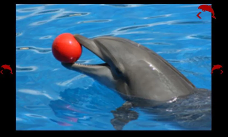 delfines para bebés - Aplicaciones de Android en Google Play