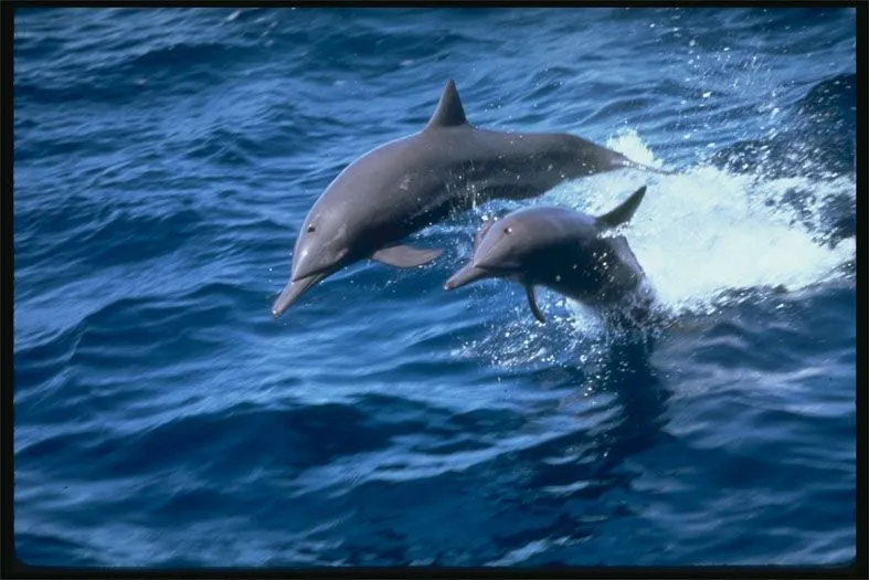 Gifs animados de delfines - Imagui