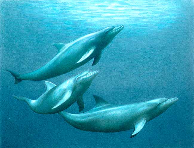 LOS DELFINES: COMPORTAMIENTO DE LOS DELFINES