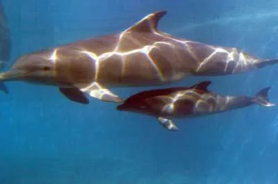 los delfines: los delfines bebes con su madre