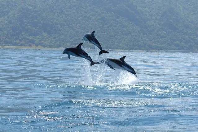 Los Delfines, una de las especies animales más inteligentes del ...