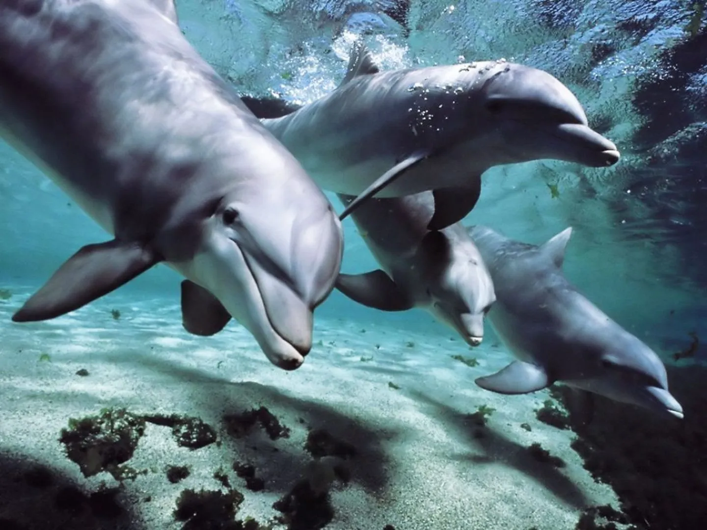 Delfines en el fondo del mar :: Imágenes y fotos