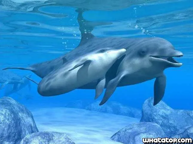 Imagenes delfines amor - Imagui