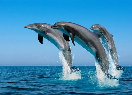 Los delfines, mamíferos fascinantes