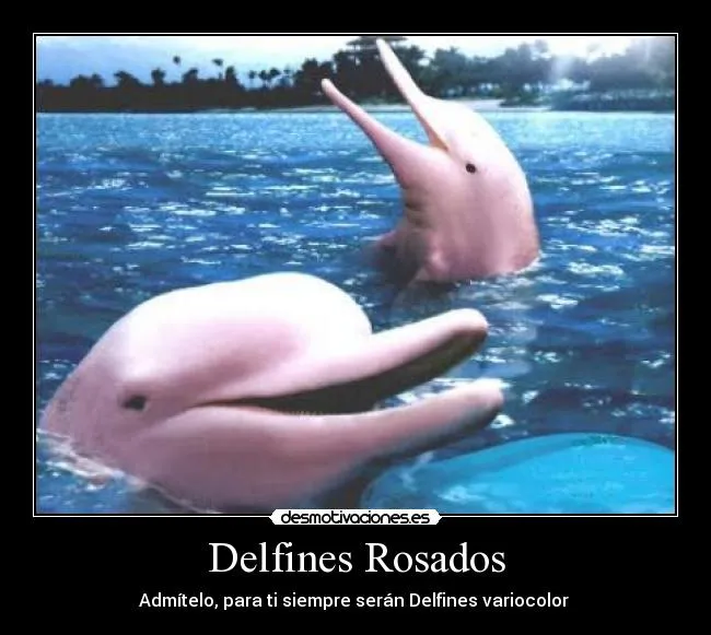 Delfines Rosados | Desmotivaciones