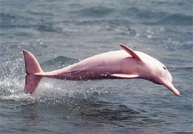 Existen delfines rosados, los cuales se encuentran en peligro de ...