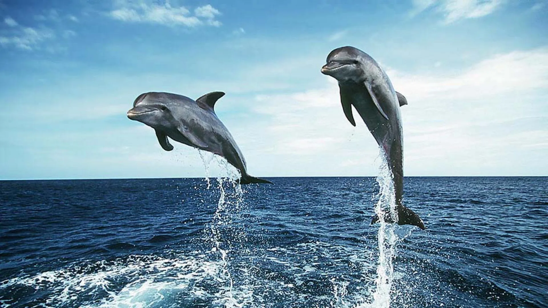 Delfines saltando - 1920x1080 :: Fondos de pantalla y wallpapers