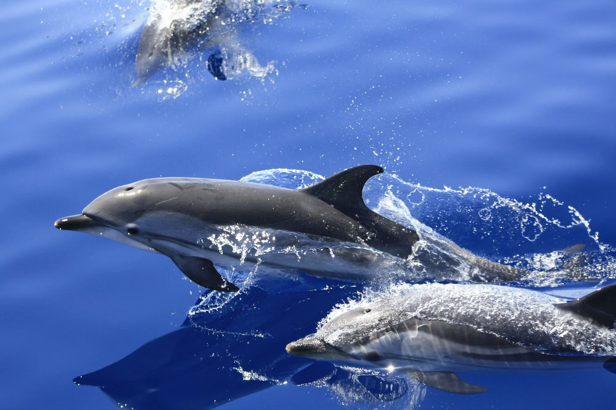 delfines saltando | Rutas de Tierra y Mar. Observación de cetáceos ...