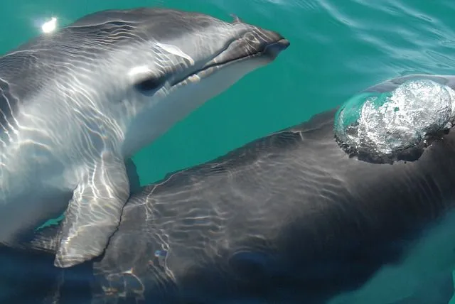 Los delfines son realmente inteligentes? | DELFINPEDIA