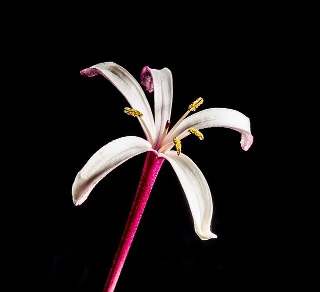 Delicada flor rosa, sobre fondo negro | Imagenes Sin Copyright