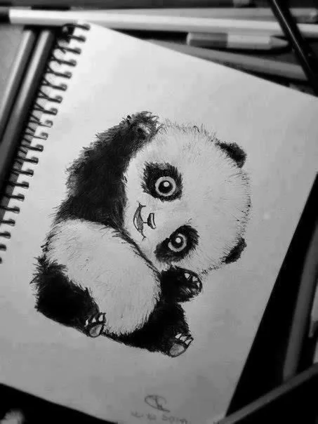 Osos pandas en dibujos a lápiz - Imagui