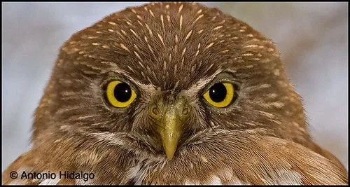 Delicias de la Comida Prehispanica: Festival de Aves de Nuevo León ...