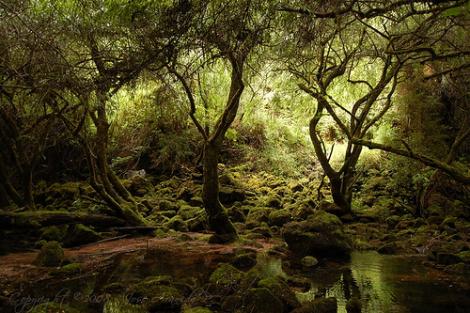 DE LO POSIBLE SE SABE DEMASIADO: VIDA VEGETAL