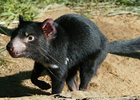 El Demonio De Tasmania | Animales