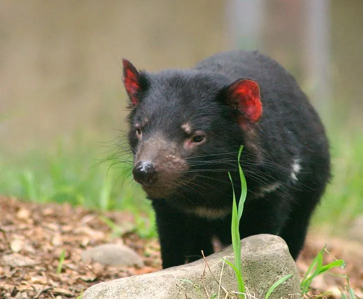 demonio de Tasmania | Crónicas de la Biodiversidad