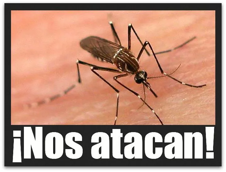 dengue los cabos | Colectivo Pericú