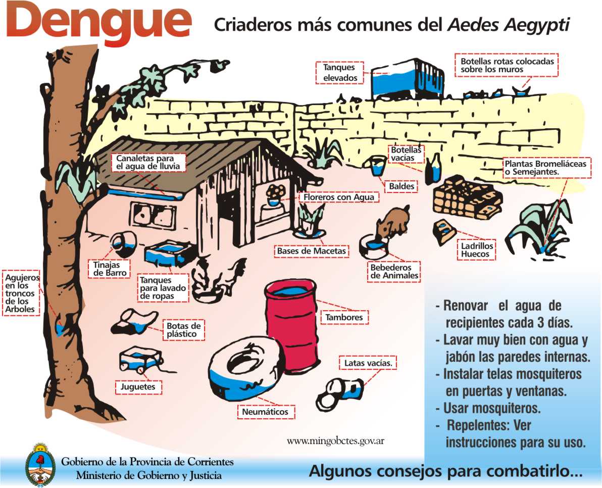 El dengue conocelo y evitalo ! ! - Taringa!