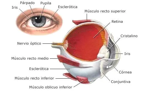 Derrames en los ojos - Todo Opticas