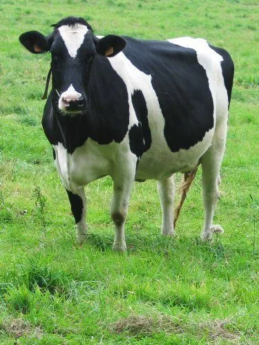 Des vaches françaises en l'Algérie | Economie | Algerie360.com ...