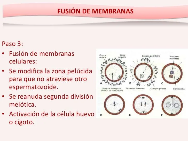 desarrollo-emb-ii-medio-14-728 ...