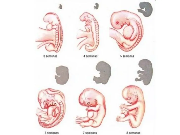 Desarrollo Del EmbrióN Humano