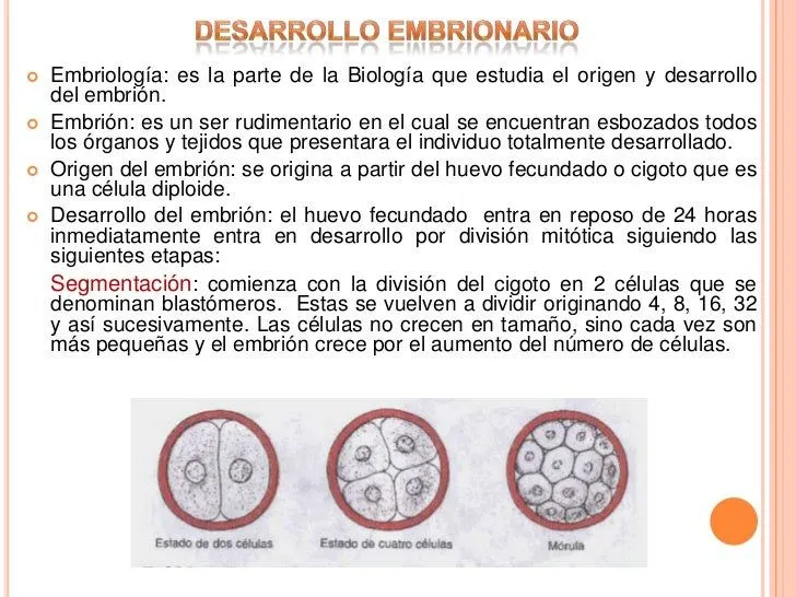 Desarrollo embrionario