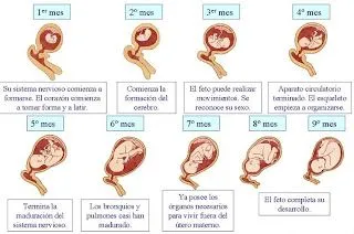 Desarrollo Embrionario