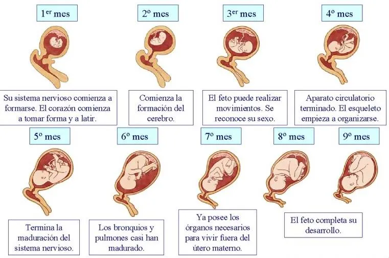 Desarrollo Embrionario BIOLOGÍA | akarolain