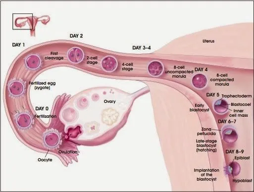 Desarrollo embrionario y fetal; Desarrollo del Embrión y Feto ...