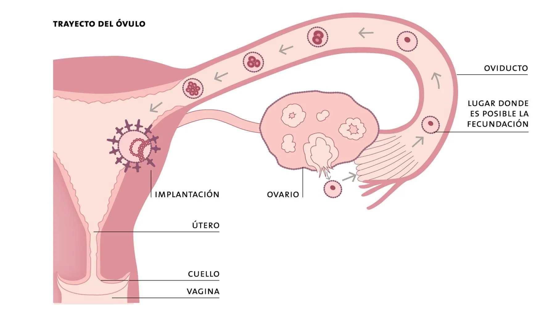 Desarrollo embrionario y fetal humano - Recursos educ.ar