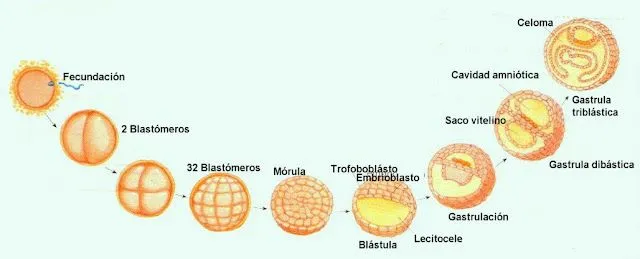 Desarrollo embrionario y gestación | EL MUNDO ANIMAL