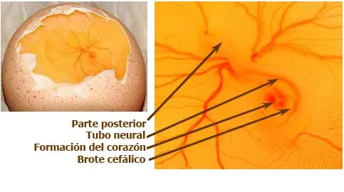 Desarrollo embrionario, día a día - El Sitio Avicola
