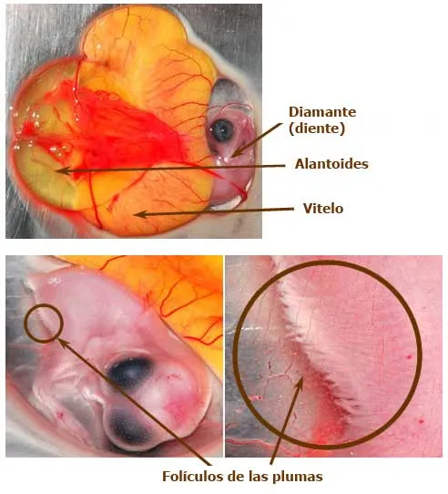 Desarrollo embrionario, día a día - El Sitio Avicola