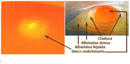 Desarrollo embrionario, día a día - El Sitio Avicola