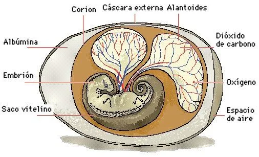 Desarrollo embrionario de los vertebrados | EMBRIOLOGIA COMPARADA