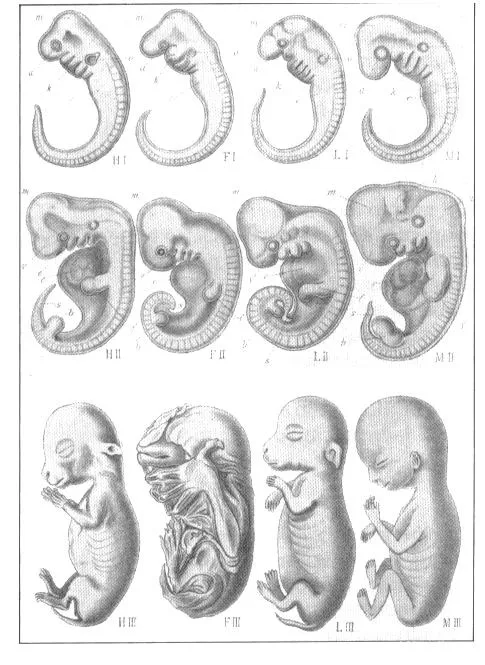 Desarrollo fetal - Imagui