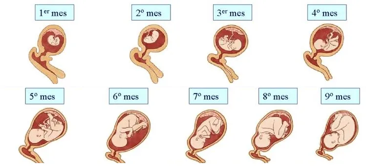 Desarrollo Fetal; Programación Fetal