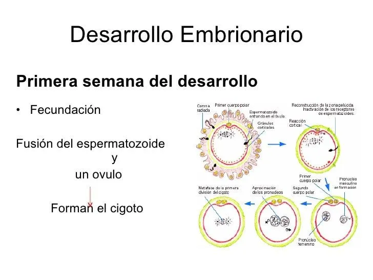 Desarrollo humano embriogenesis